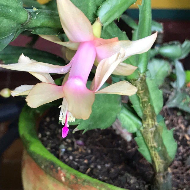 Christmas cactus