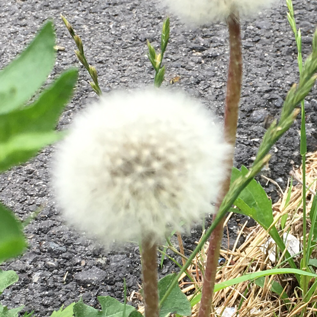 Dandelion