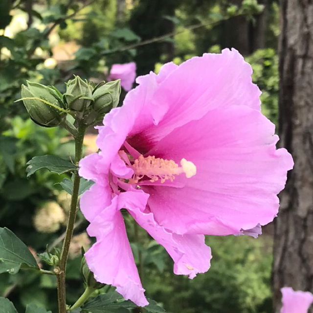 Rose of sharon