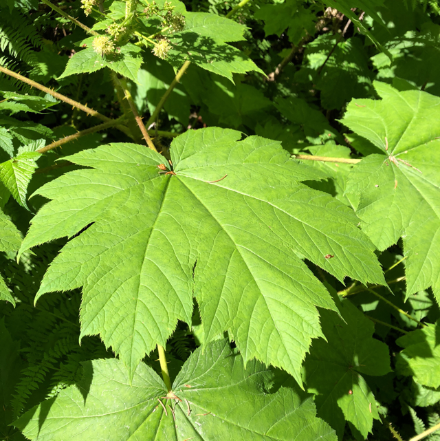 Sycamore maple