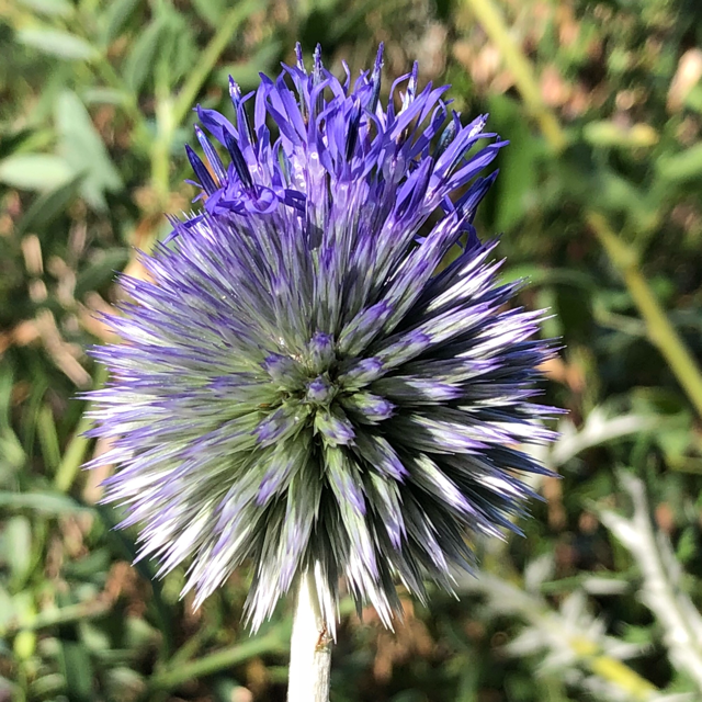 Blue globe thistle