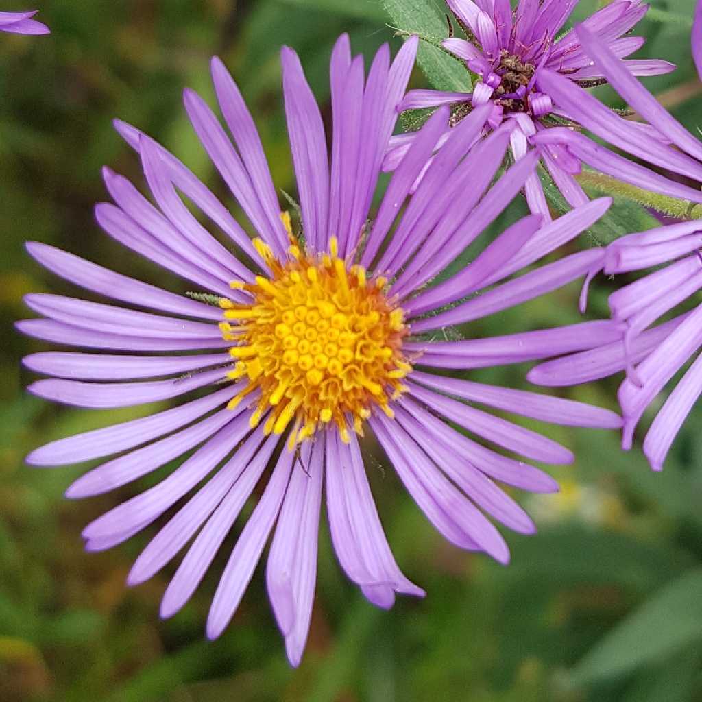 New england aster