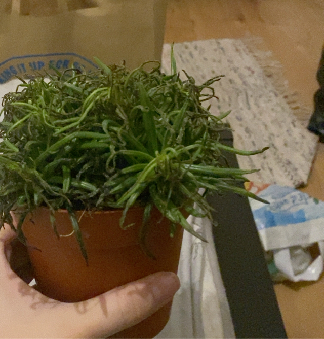 Plantsnap Identify Plants, Trees, Mushrooms With An App