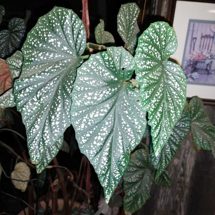 Begonia Aconitifolia Begonia Coccinea