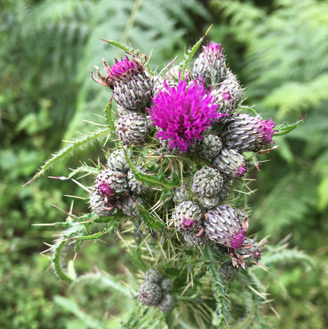 Marsh thistle