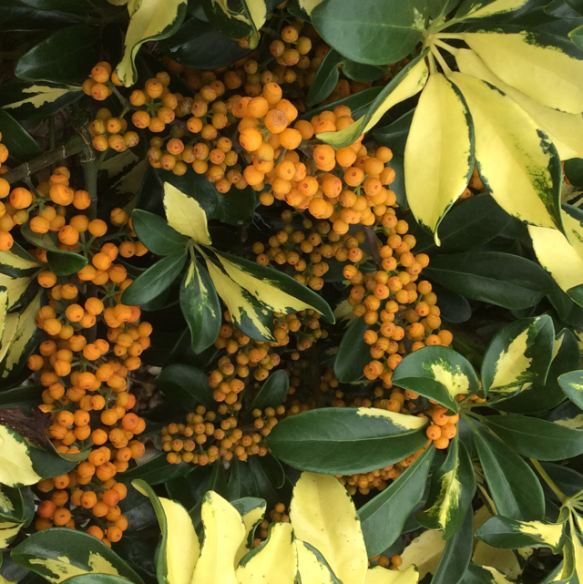 Variegated dwarf umbrella tree (Schefflera arboricola variegata) - Image 1 of 10
