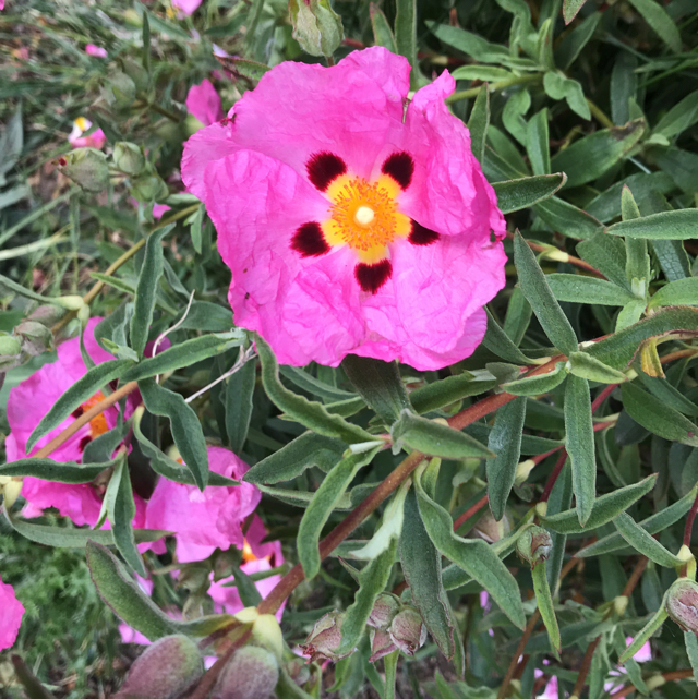 Purple-flowered rock rose