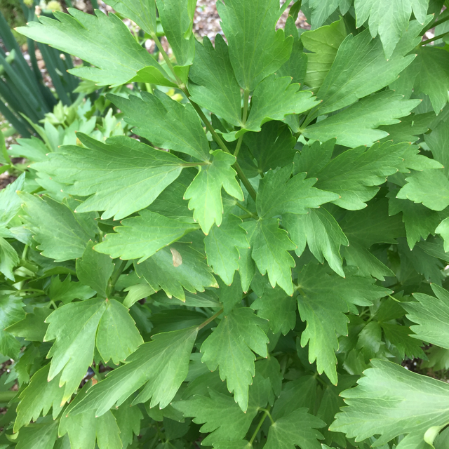 Lovage