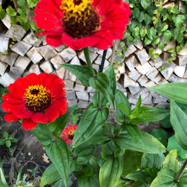 Peruvian zinnia