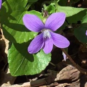 Common blue violet