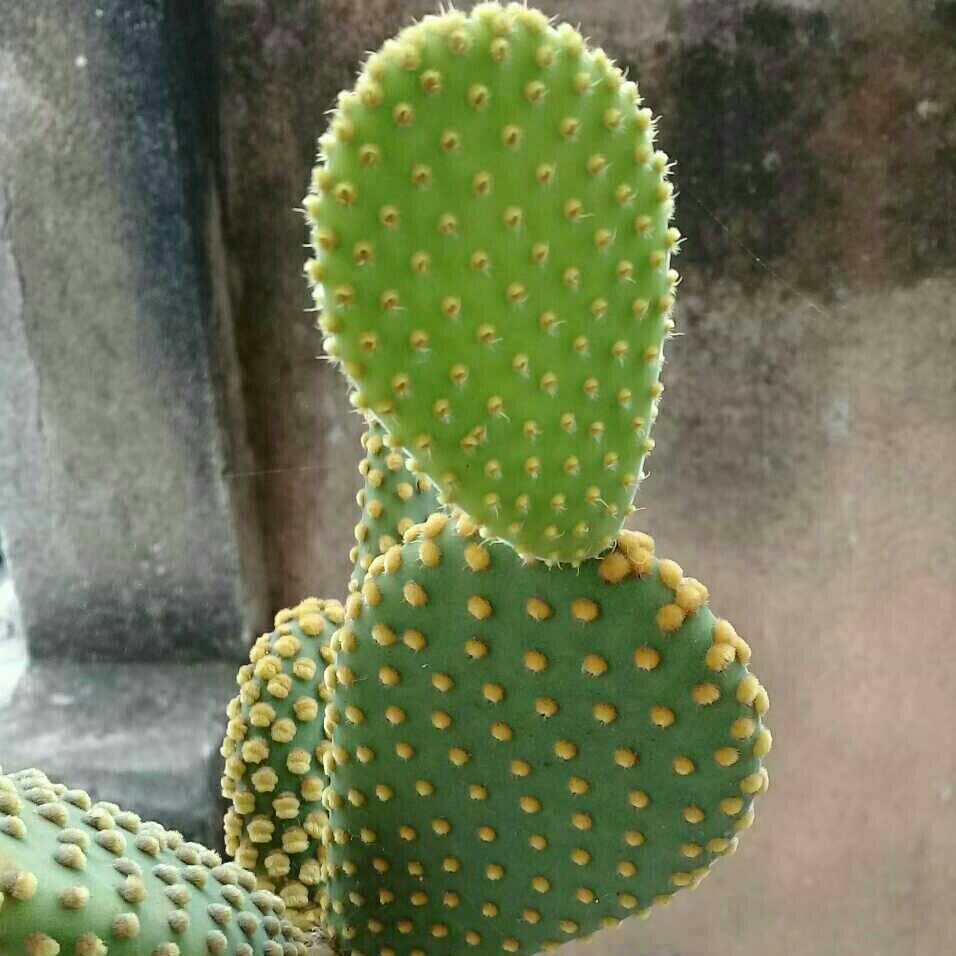 Bunny ear cactus