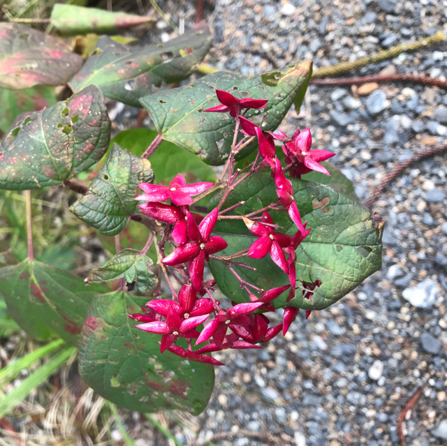 Harlequin glorybower