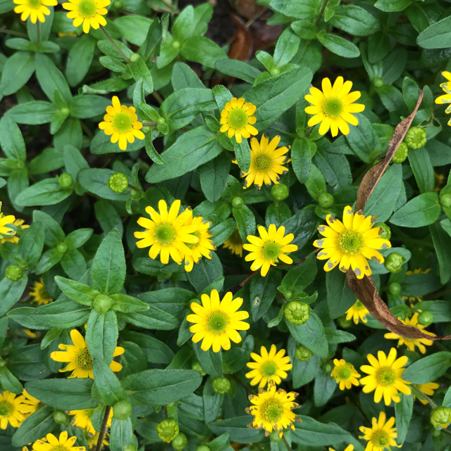 Creeping zinnia