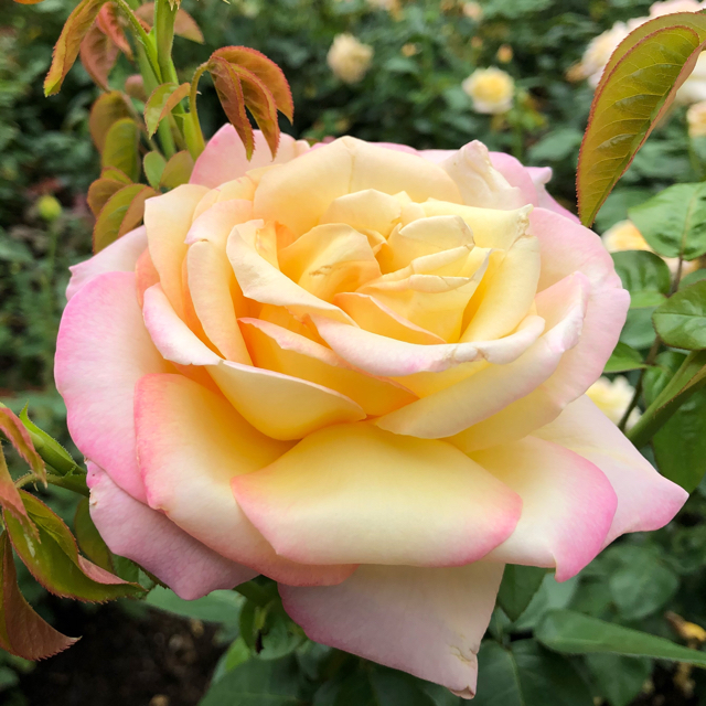 How to care for Aloha rose - Complete Plant Care Guide | PlantSnap -  Plantsnap - Identify Plants, Trees, Mushrooms With An App