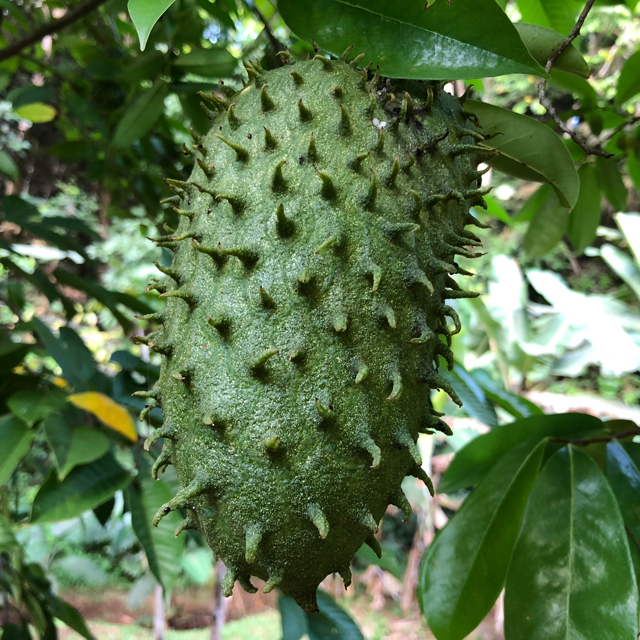 Soursop
