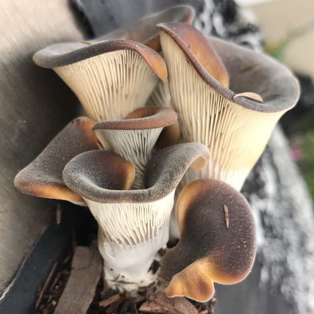 Oyster mushroom