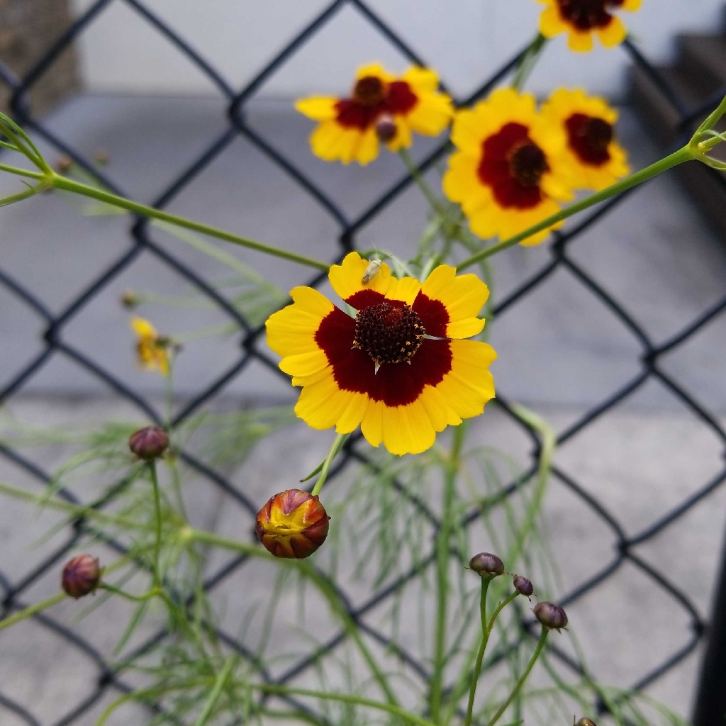 Plains coreopsis