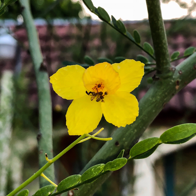 Jerusalem thorn