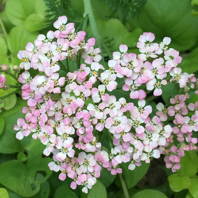 Yarrow