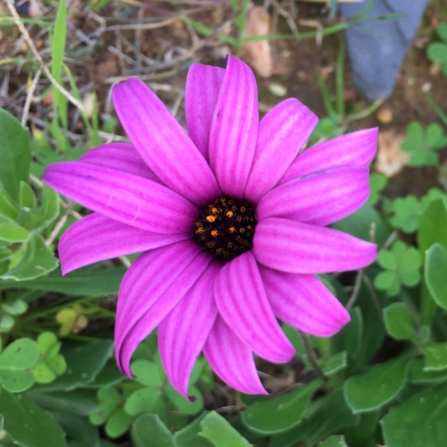 How to care for African daisy - Complete Plant Care Guide | PlantSnap -  Plantsnap - Identify Plants, Trees, Mushrooms With An App