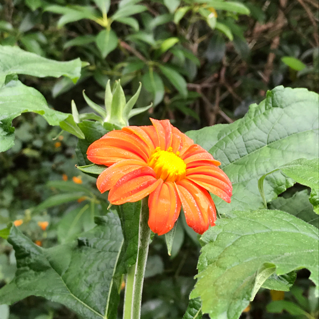 Mexican sunflower