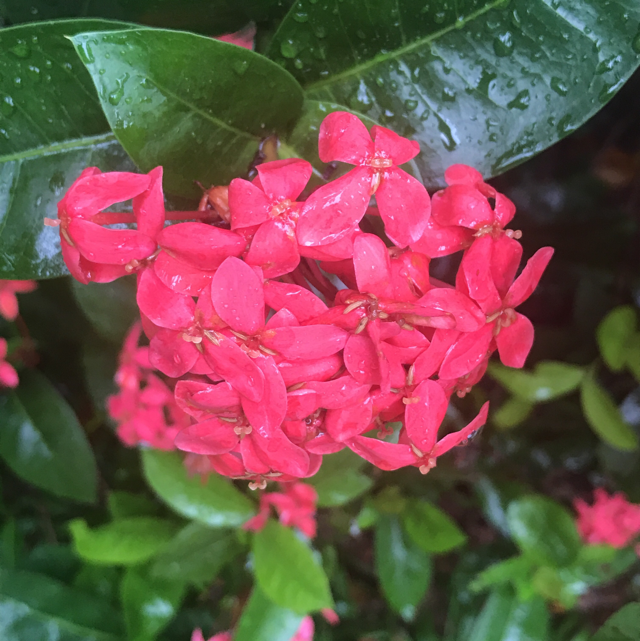 Jungle flame