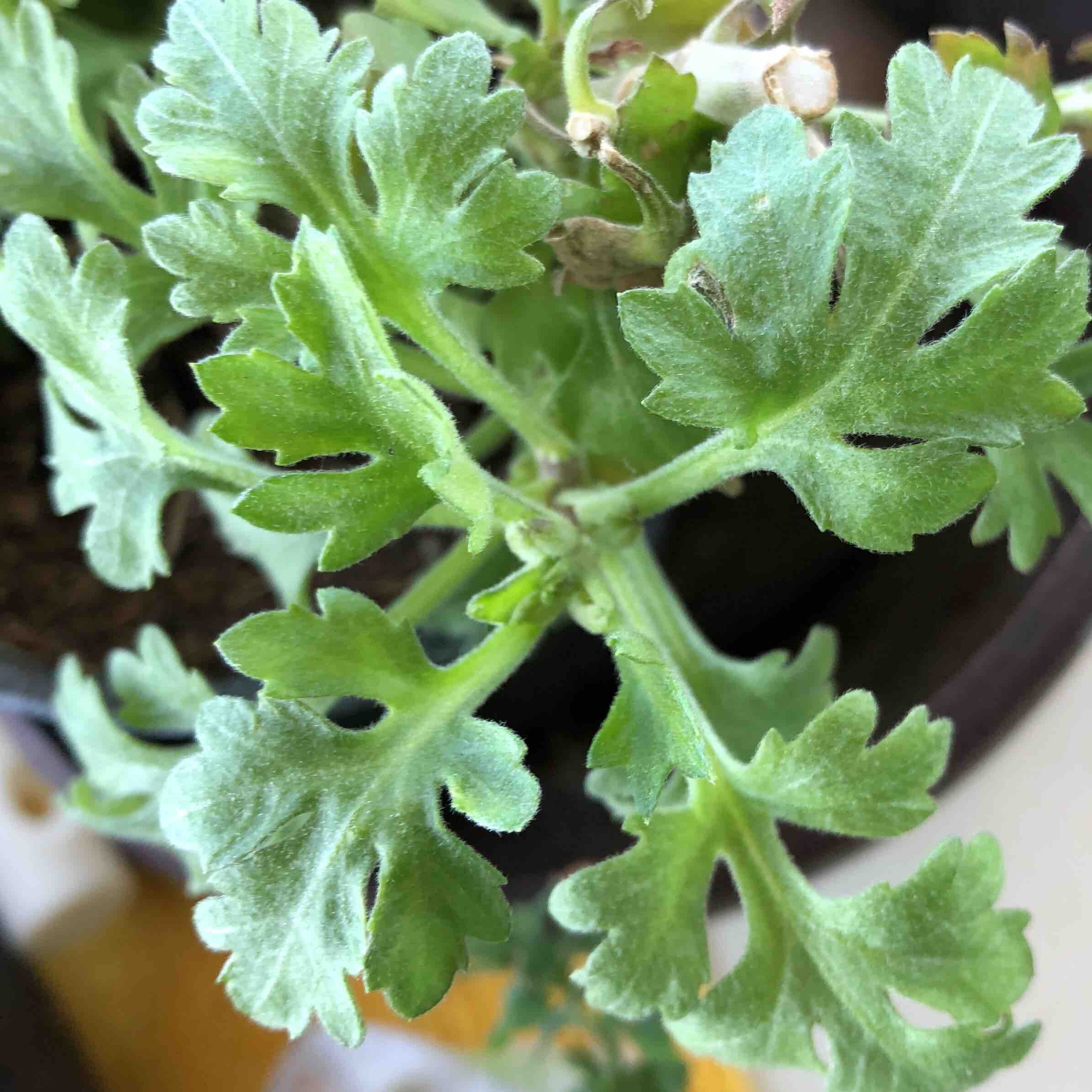 Dusty miller