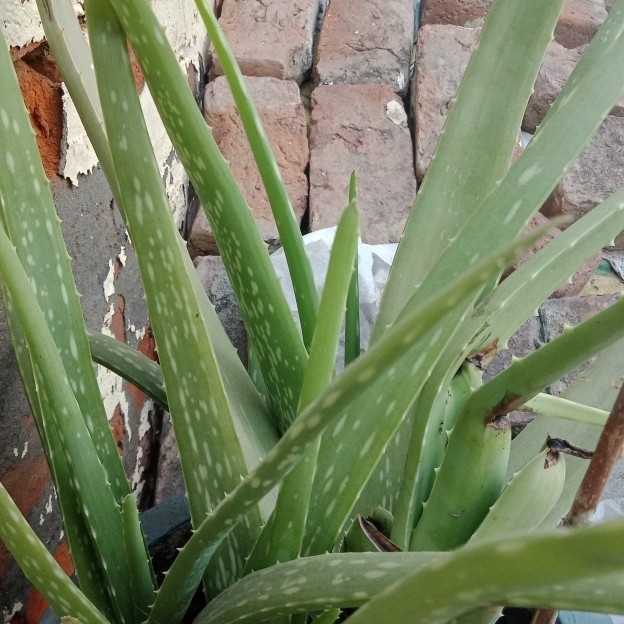 Aloe vera