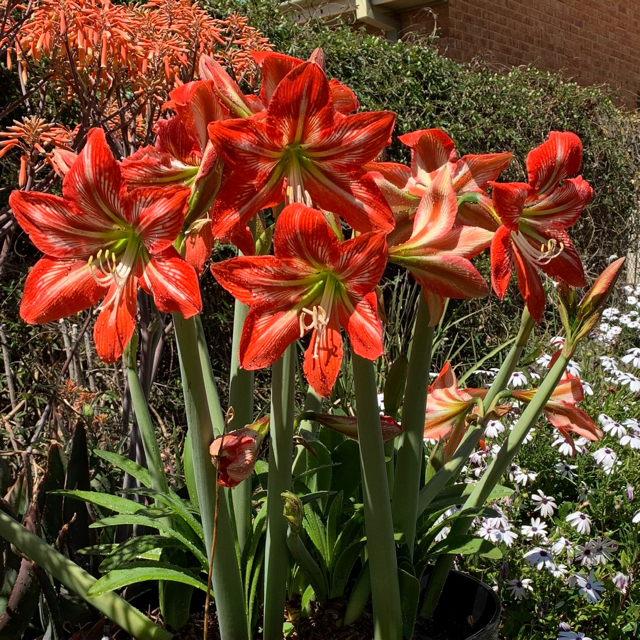 Amaryllis