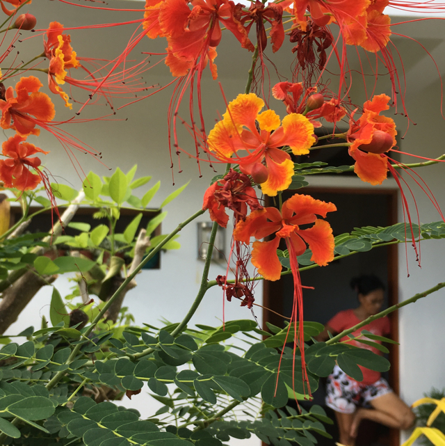 Pride of barbados