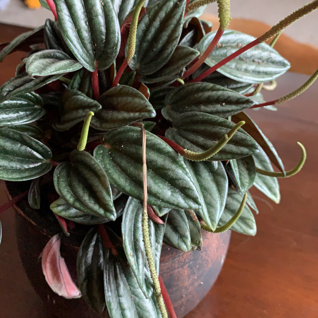 Emerald ripple peperomia