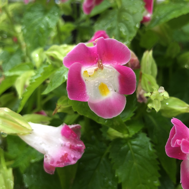 Snapdragon