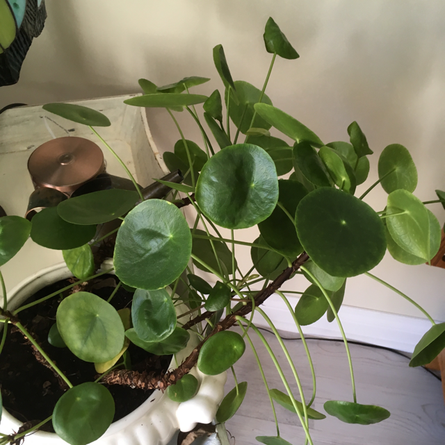 Chinese money plant