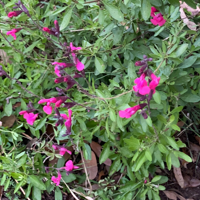 Autumn sage