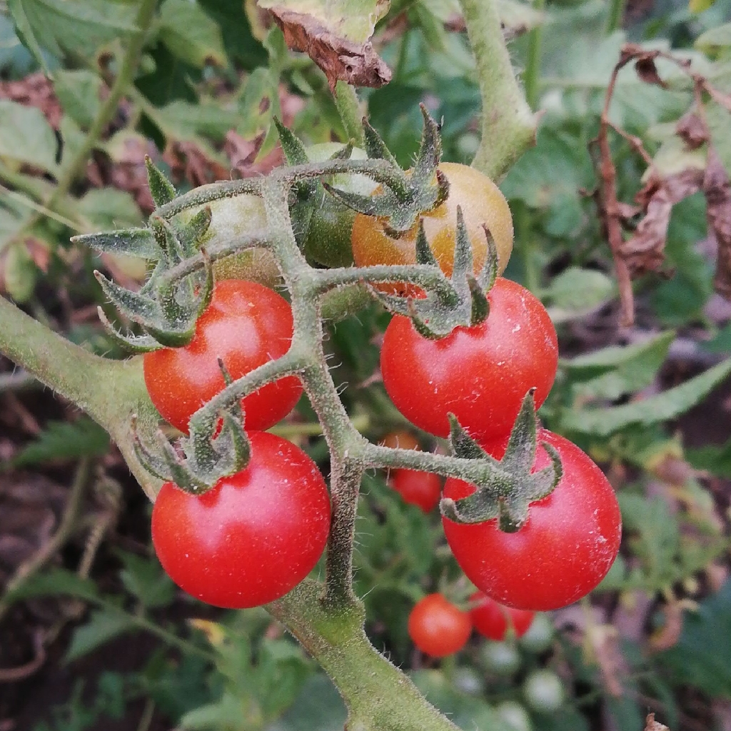 Tomato - Plantsnap - Identify Plants, Trees, Mushrooms With An App