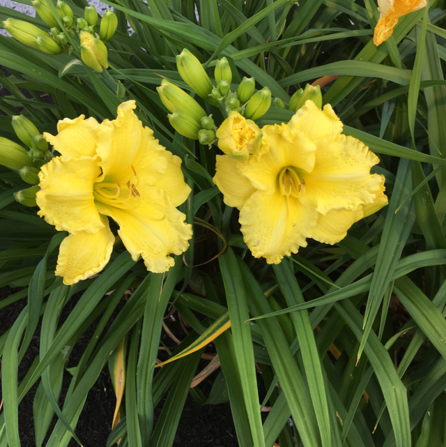 Lemon daylily