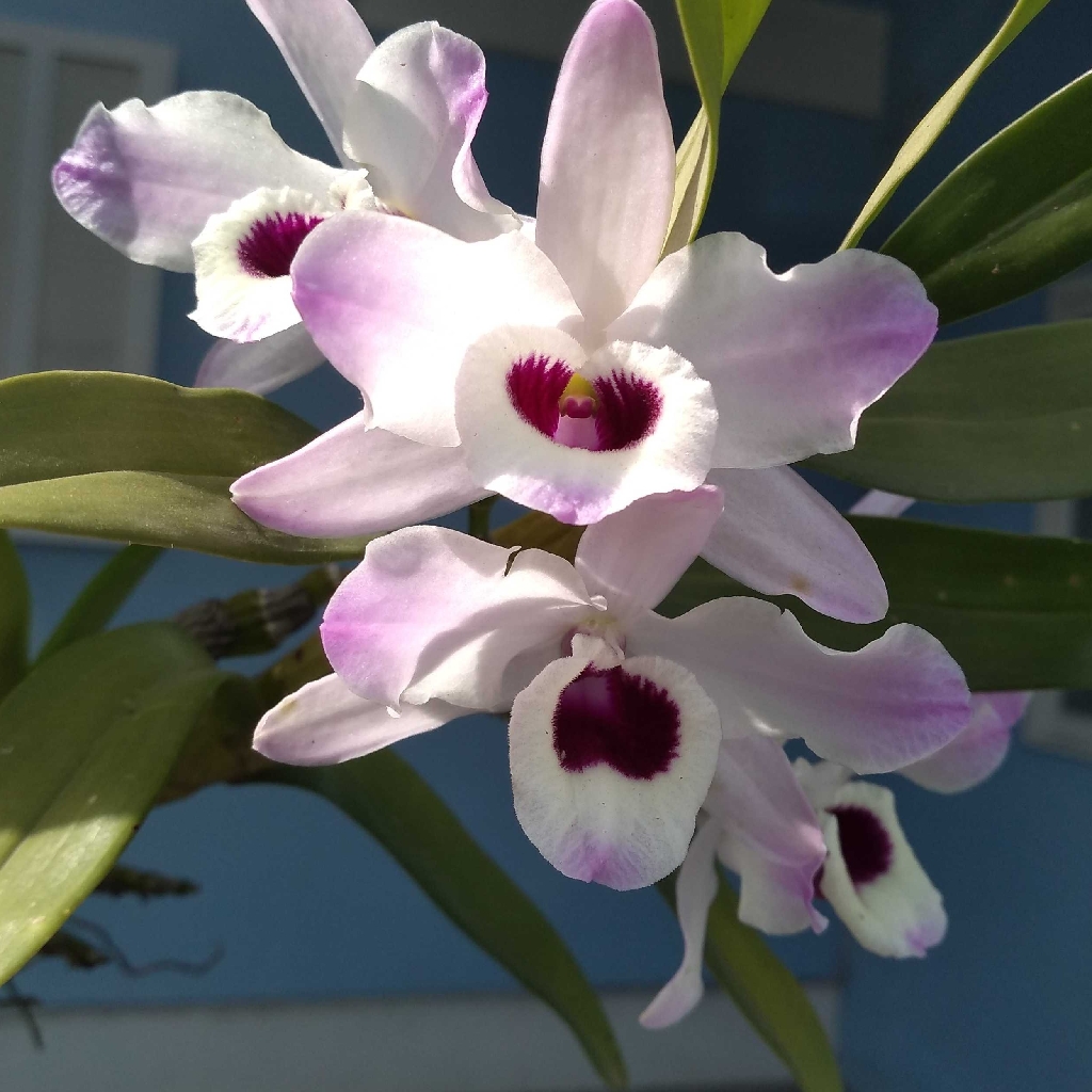 Noble dendrobium