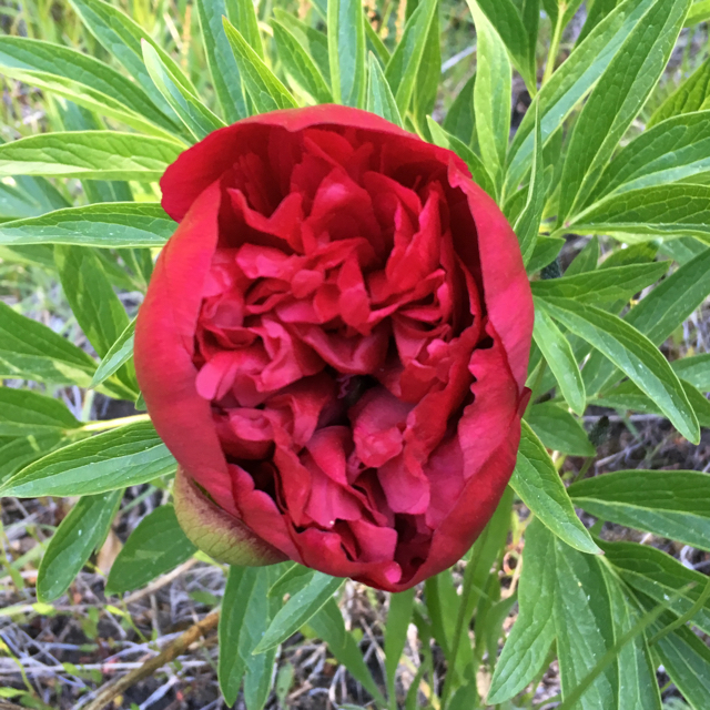 Hybrid peony