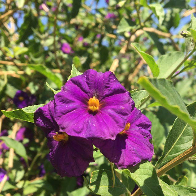 Blue potato bush