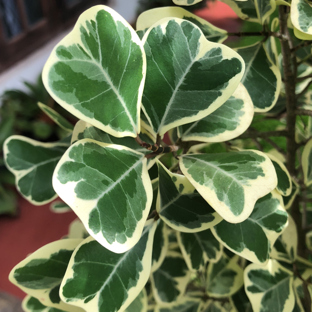 How to care for Rubber plant - Complete Plant Care Guide | PlantSnap -  Plantsnap - Identify Plants, Trees, Mushrooms With An App
