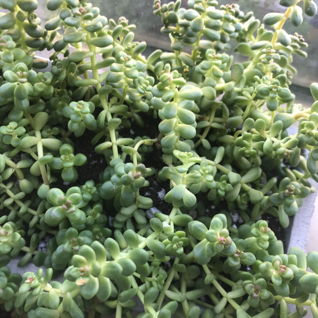 Burro's tail
