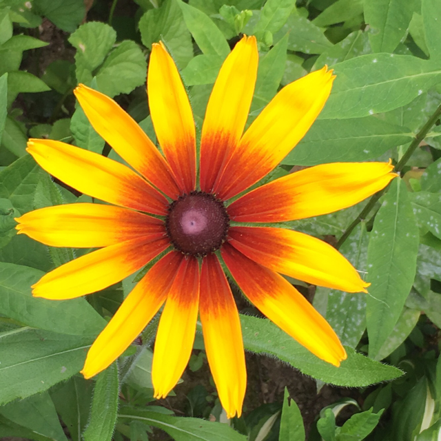 Black-eyed susan