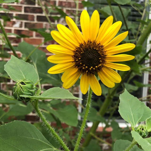 Common sunflower
