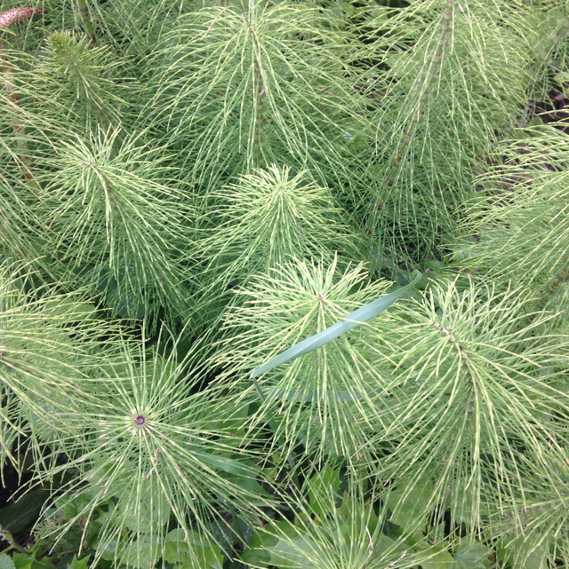 Eastern white pine
