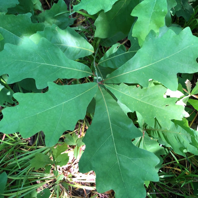 White oak