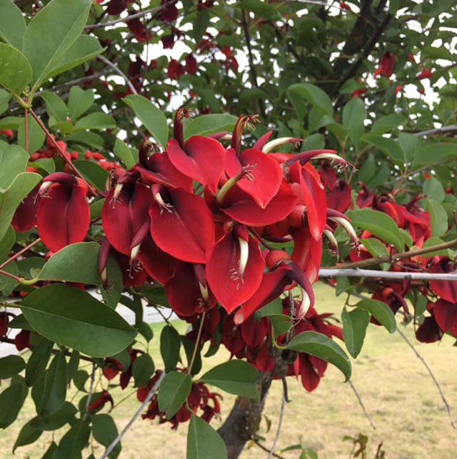 Cockspur coral tree