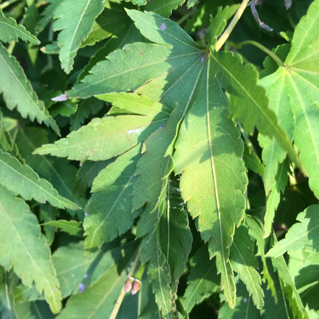 Japanese maple