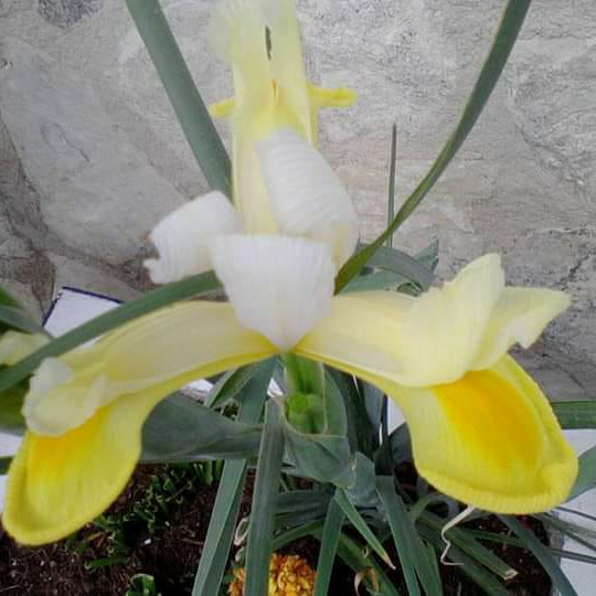 Dutch iris