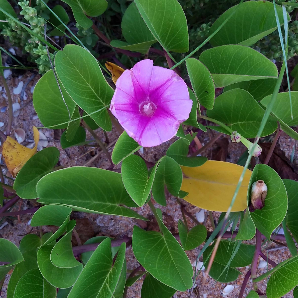 Beach morning glory
