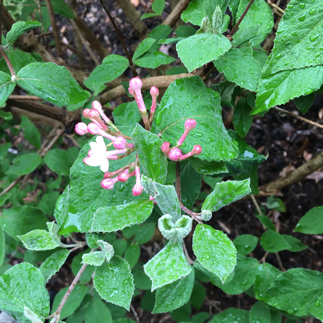 Old fashioned weigela